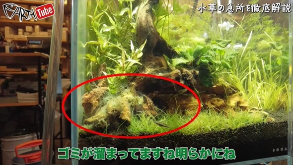 「その水換え絶対やめて」プロが教える意外なNG方法