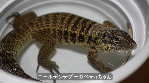 ゴールデンテグー