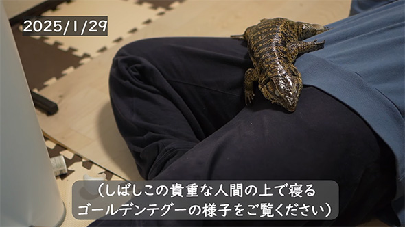 しばし貴重な人間の上で