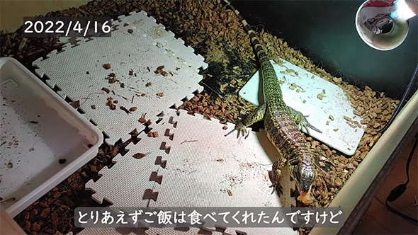 とりあえずごはんは