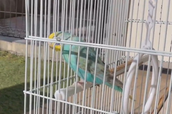 日なたぼっこ中のインコさん