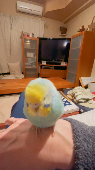 おしゃべり中のインコさん