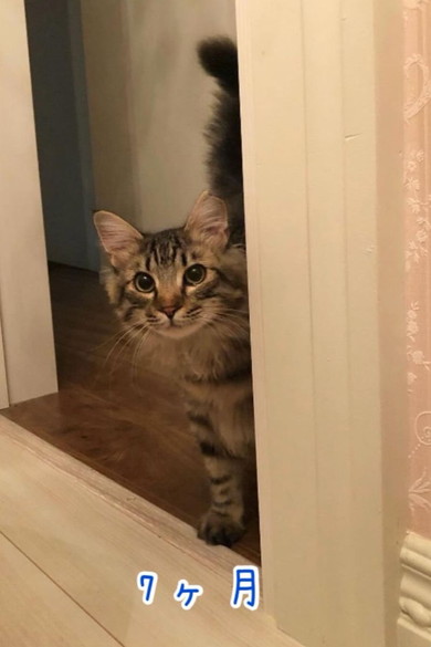 まだ小さな子猫ちゃん