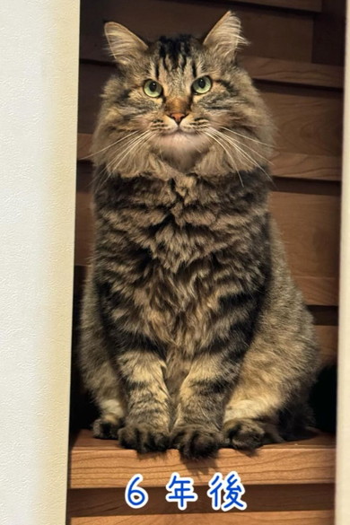 もうもふ猫ちゃん