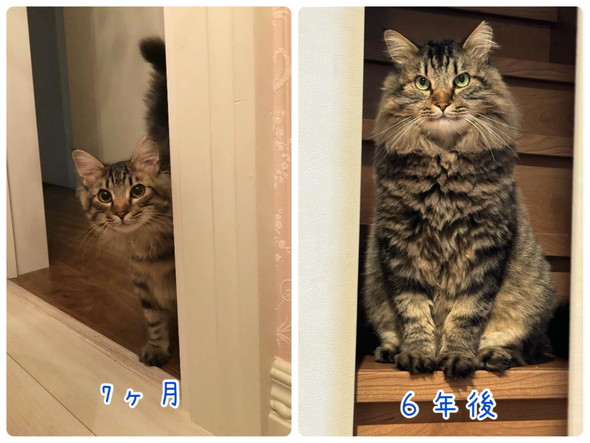 キジトラ猫ちゃんのビフォーアフター写真