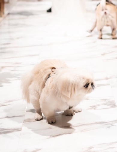 飼い主さんの結婚式でおきたハプニング