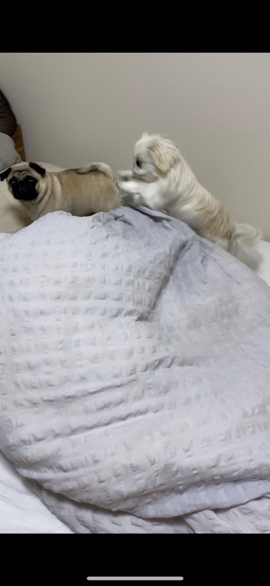 飼い主さんの結婚式でおきたハプニング