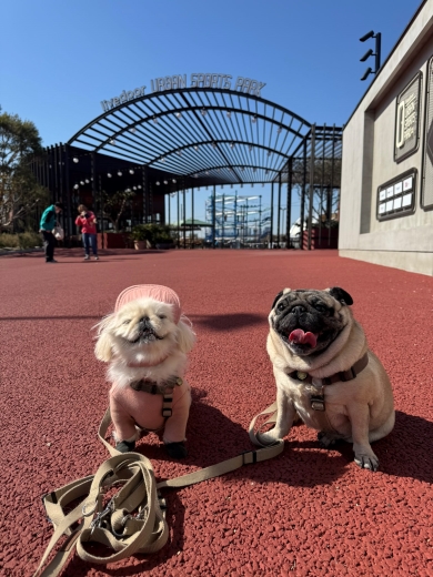 飼い主さんの結婚式でおきたハプニング