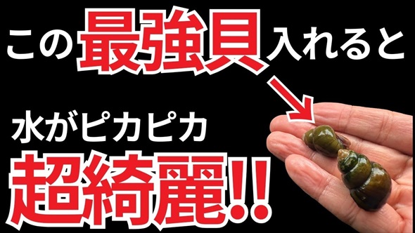 ホムセンで売ってた貝を水槽に入れたらすごいことに