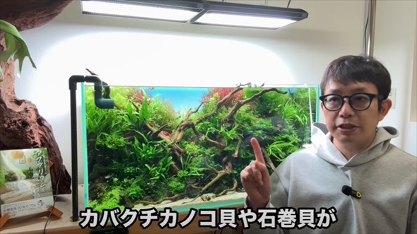 ホムセンで売ってた貝を水槽に入れたらすごいことに