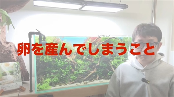 ホムセンで売ってた貝を水槽に入れたらすごいことに