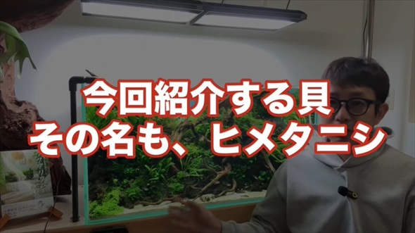 ホムセンで売ってた貝を水槽に入れたらすごいことに