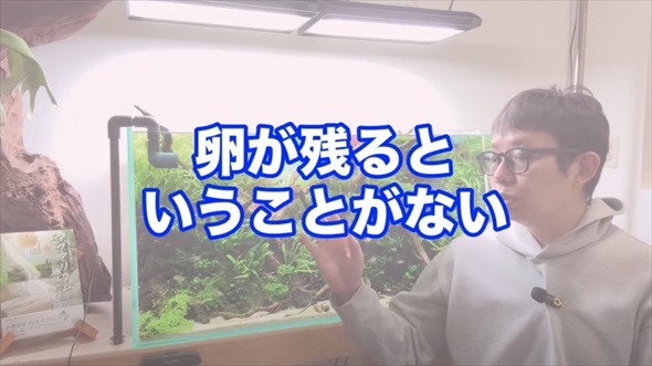 ホムセンで売ってた貝を水槽に入れたらすごいことに