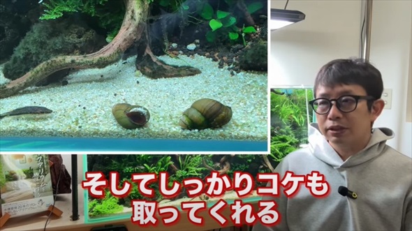 ホムセンで売ってた貝を水槽に入れたらすごいことに