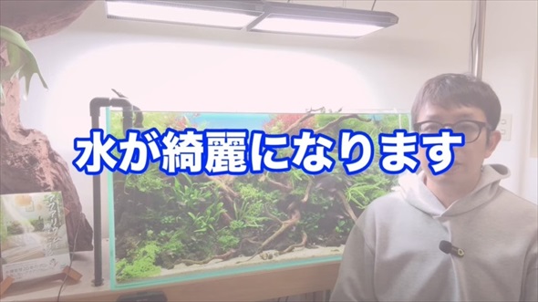 ホムセンで売ってた貝を水槽に入れたらすごいことに