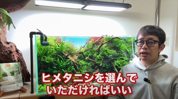 ホムセンで売ってた貝を水槽に入れたらすごいことに
