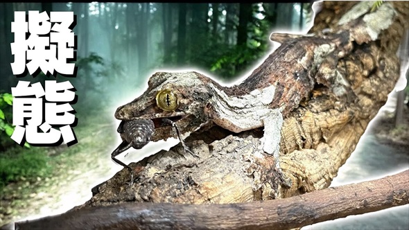 木の樹皮に擬態するヤモリ