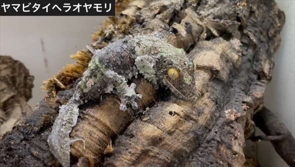木の樹皮に擬態するヤモリ