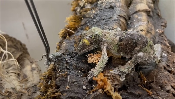木の樹皮に擬態するヤモリ