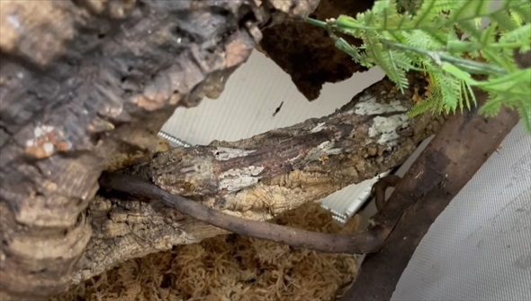 木の樹皮に擬態するヤモリ