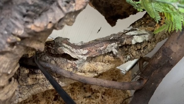 木の樹皮に擬態するヤモリ