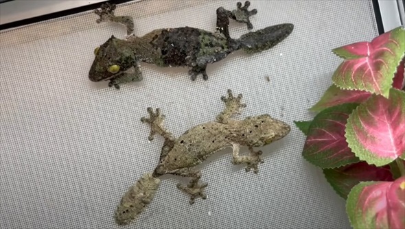 木の樹皮に擬態するヤモリ