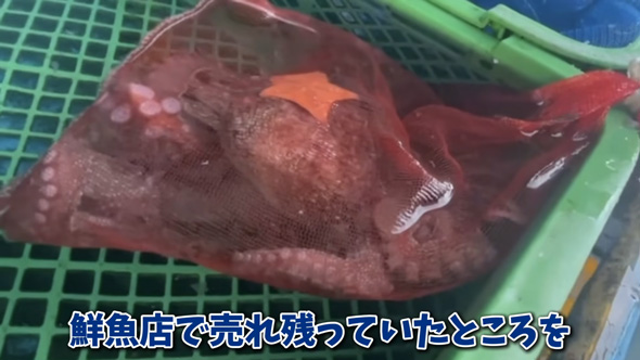 赤ちゃんタコが産まれる前に