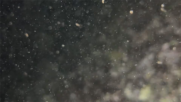 水中にいる無数のタコの赤ちゃん