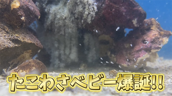 たこわさベビー爆誕