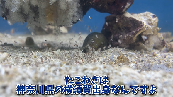 たこわさは神奈川県の