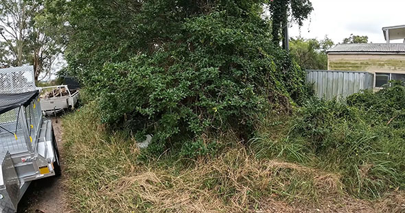 草の生い茂った庭の写真