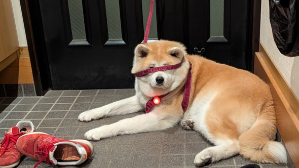 玄関で待つ秋田犬