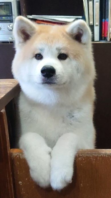 足をかける秋田犬