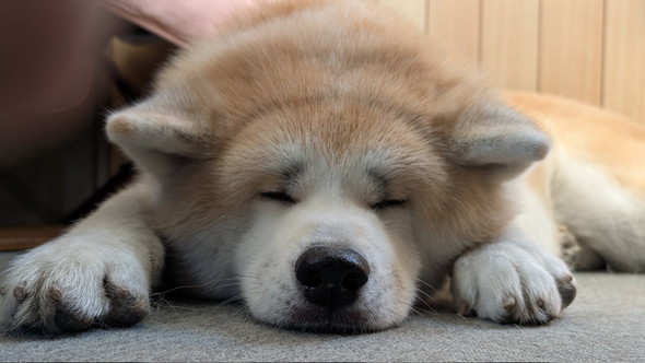 眠る秋田犬