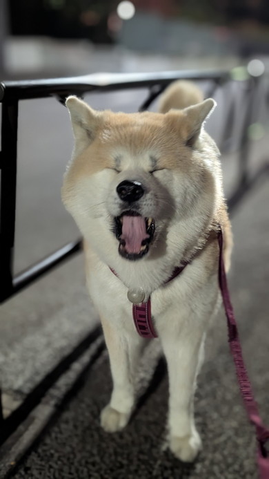 あくびをする秋田犬