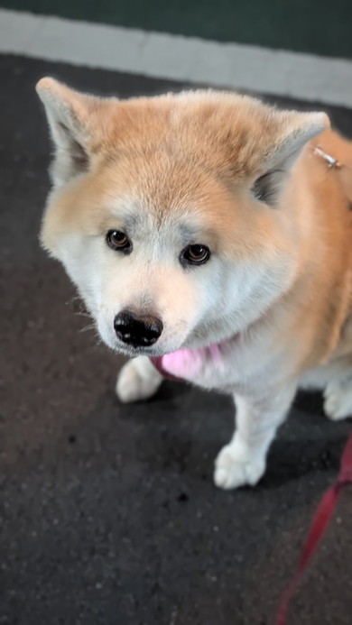 見上げる秋田犬