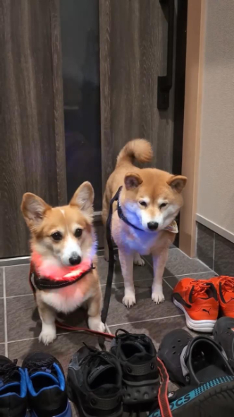 準備万端のワンコ