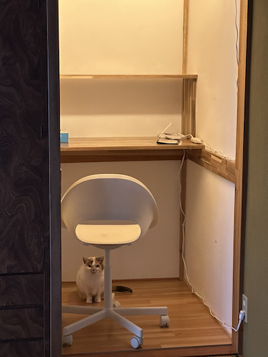 改装後の押し入れがお気に入りの猫