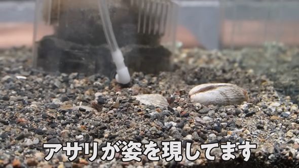 砂から姿を現した3匹のアサリ