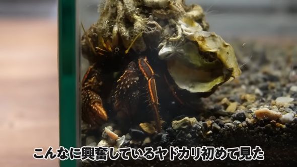 大急ぎで餌に食いつくヤドカリ