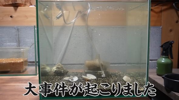 アサリの水槽で大事件発生と伝える投稿者