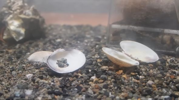 ヤドカリに食べられたらしく中身が空っぽになってしまったアサリの貝殻