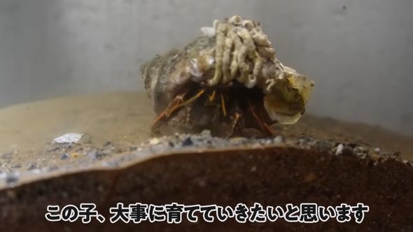 ヤドカリだけでも育てるとあらためて決意