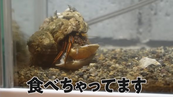与えられたアサリを食べているヤドカリ