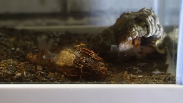 ヤドカリの抜け殻と脱皮間もないヤドカリ