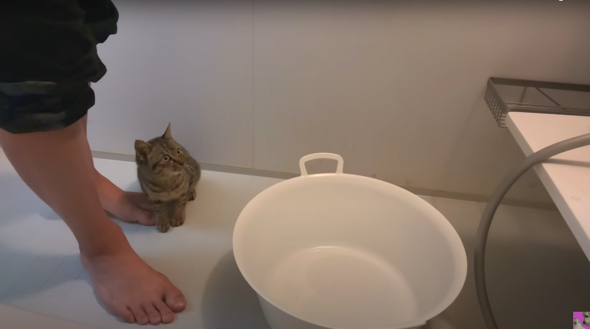 保護子猫の初めてのシャンプー