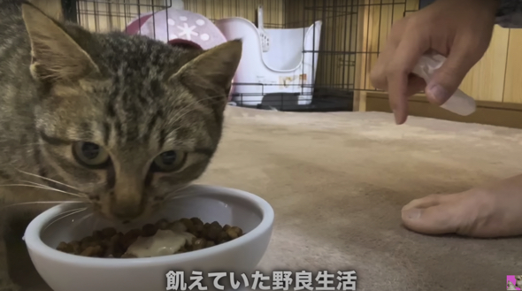 カラスに襲われ負傷した子猫を保護