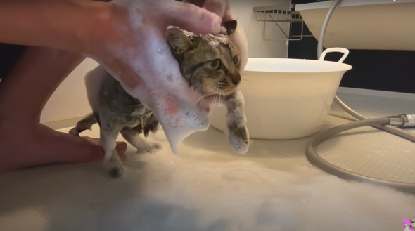 気持ちよさそうにシャンプーされる子猫