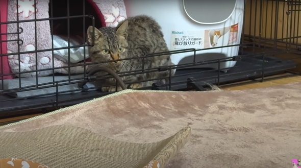 初見のファンヒーターに警戒する子猫