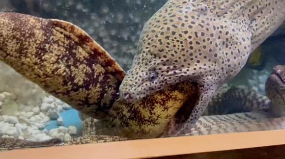 ウツボ 水族館